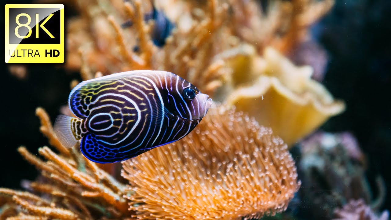 Satisfying Underwater Life in 8K ULTRA HD (60 FPS) | Relaxation Film With Nature Sounds