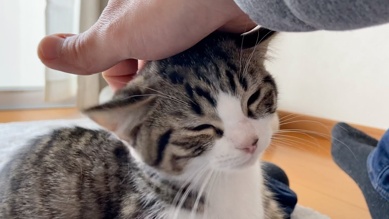 I feel happy when I spend my summer vacation with kittens