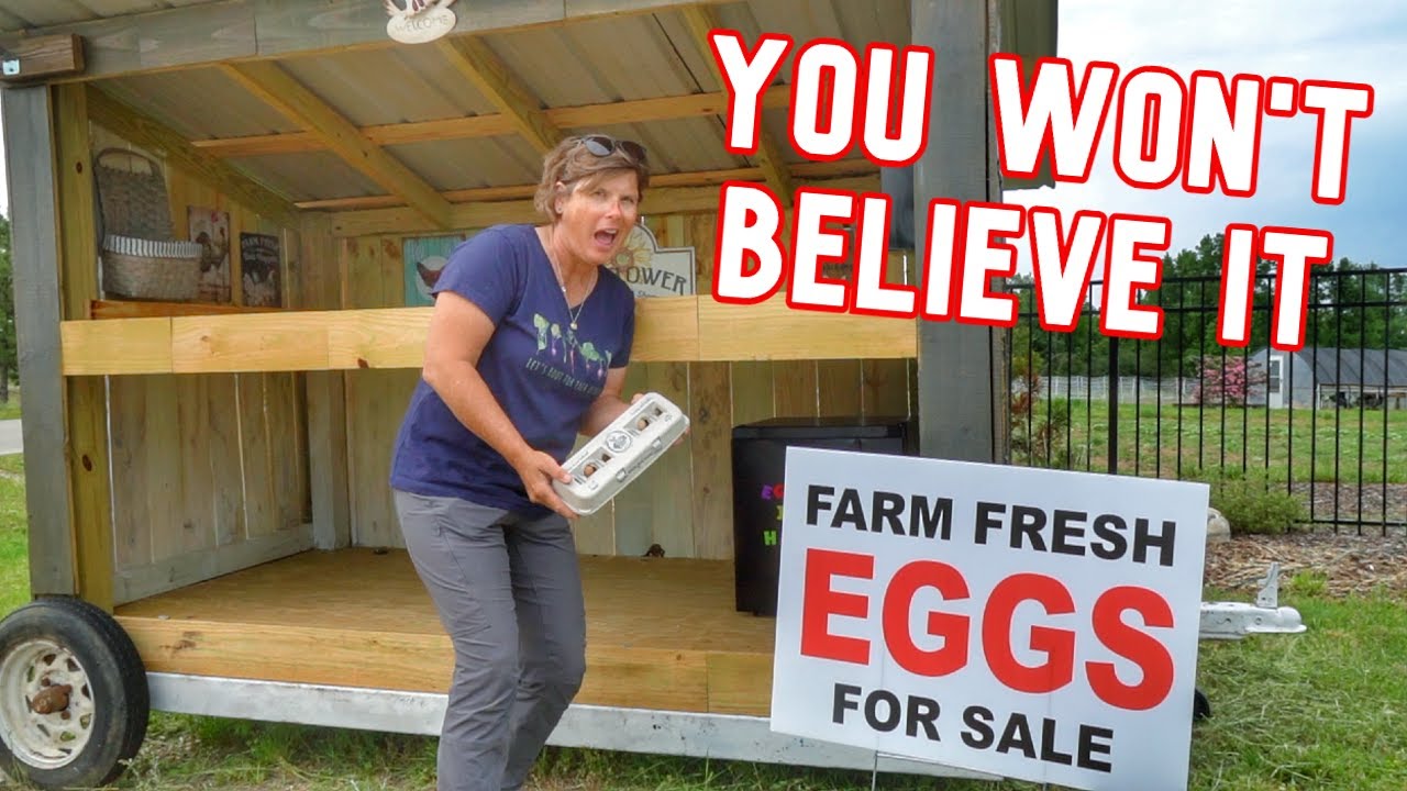 How Is The Egg Stand Doing FOR REAL?