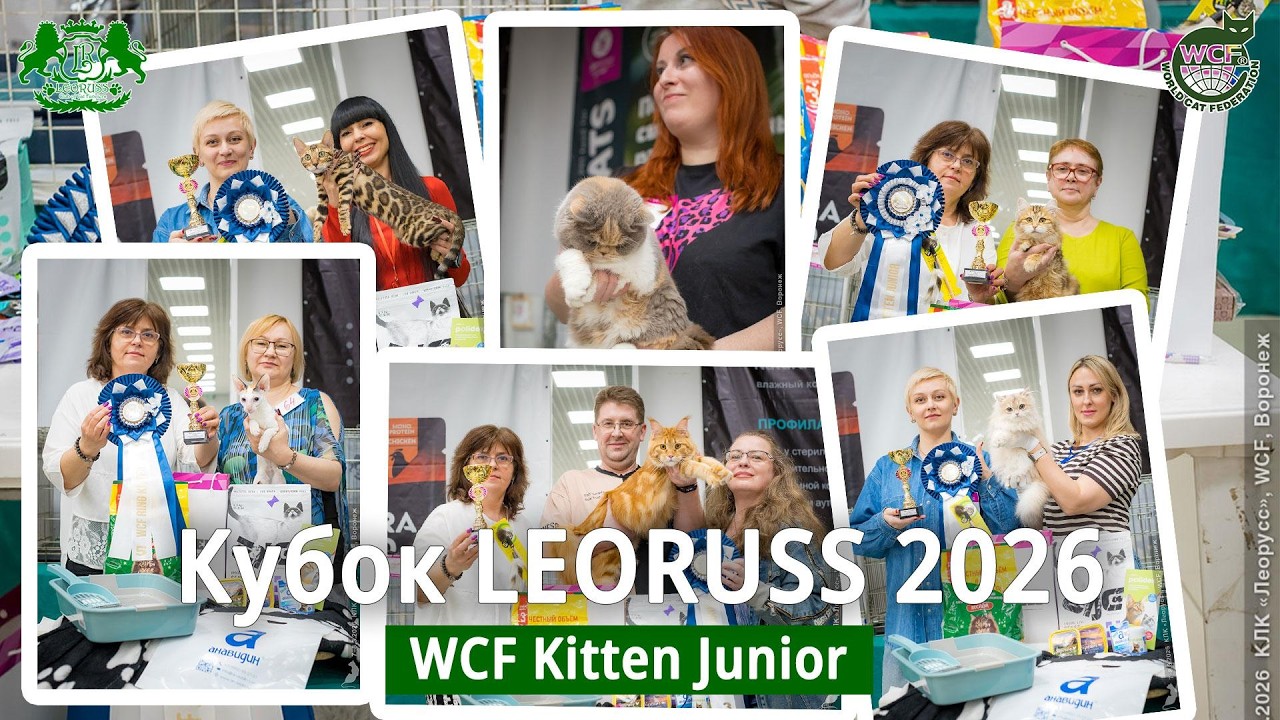 Выставка Кубок LEORUSS 2026 (WCF Kitten Junior)
