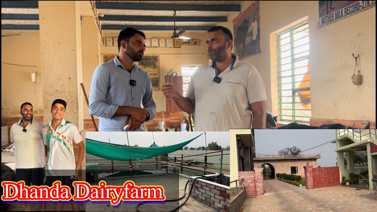Sukhbir Dhanda का 5 स्टार डेयरी फार्म और साथ में 5 स्टार मुर्रा का पशुधन एक ही वीडियो में