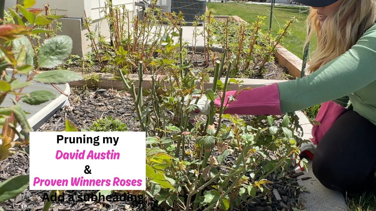 Pruning My David Austin and Proven Winners Roses!