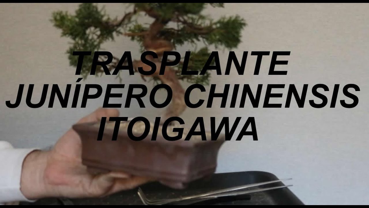 Trasplante de Junípero Chinensis Itoigawa