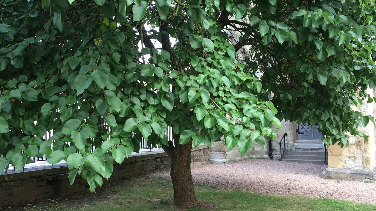 Black Mulberry (Morus nigra) - trunk & leaves - August 2018