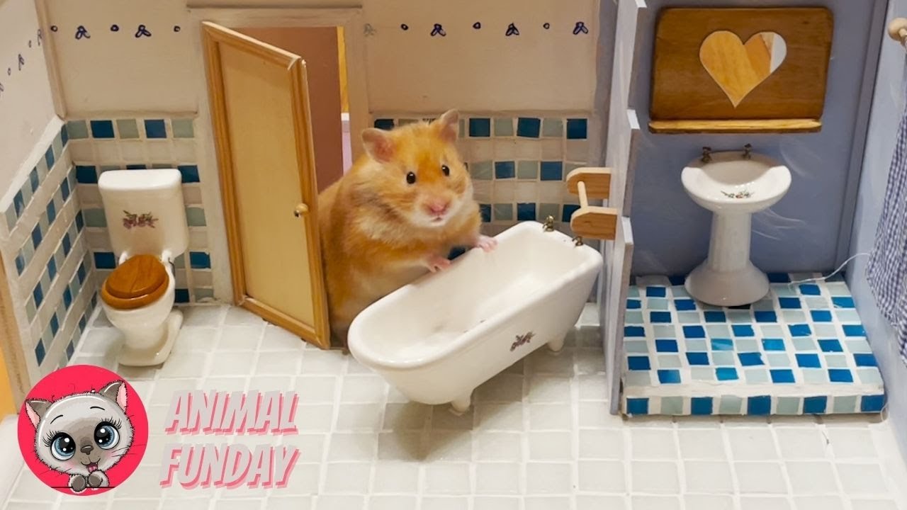 Cutest Hamster Videos Ever 🐹 Watch Until The End! 🐹 Animal Funday