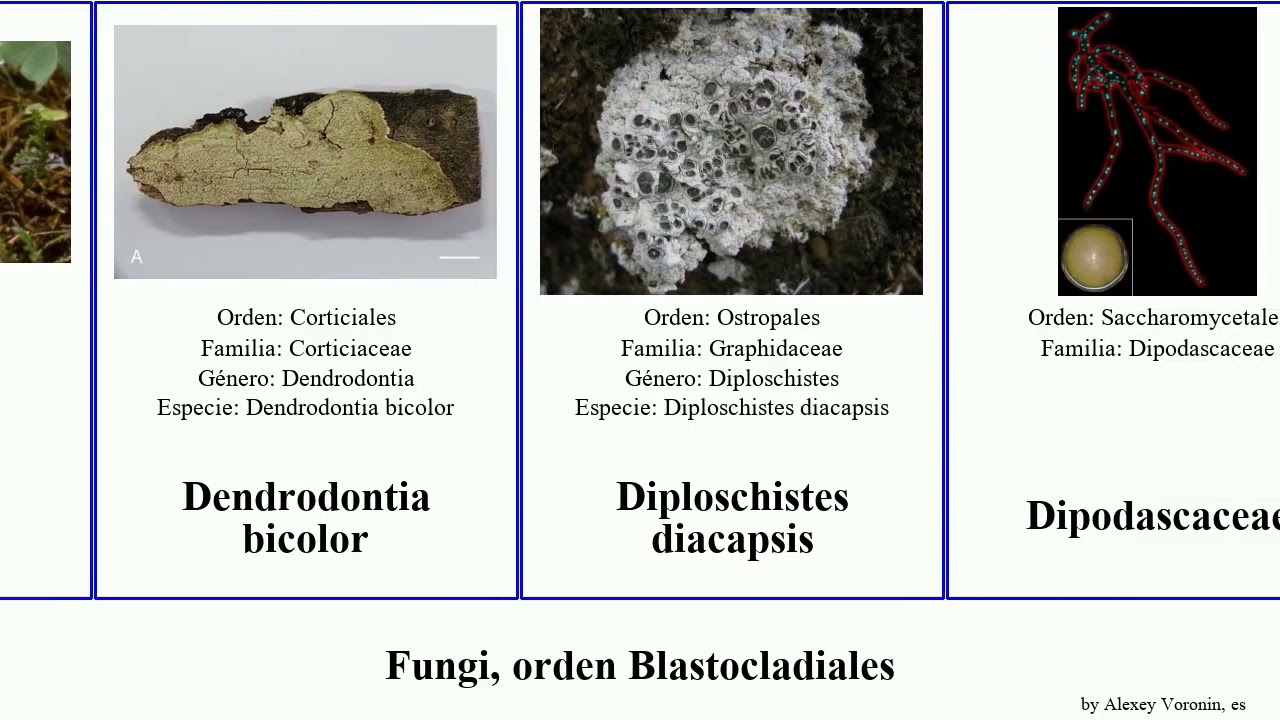 Fungi, orden Blastocladiales sarcodon ramaria acarospora lecidea golovinomyces entyloma causal