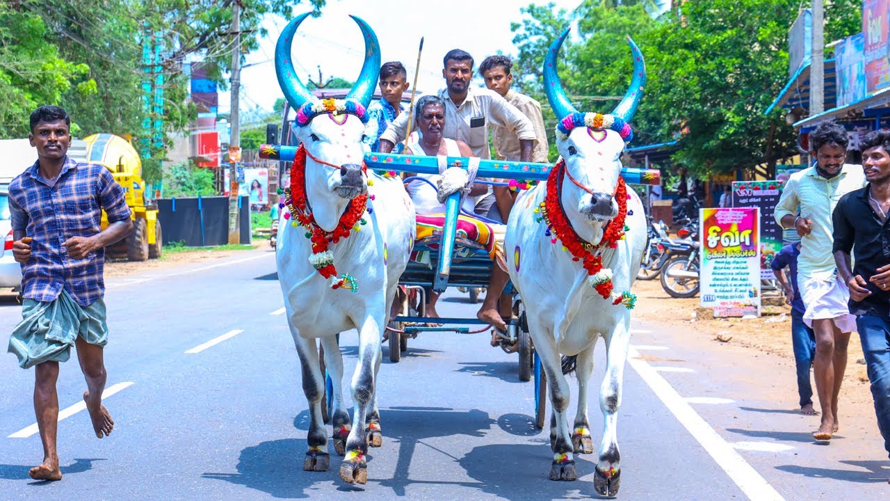 சிங்கம்புணரி ஶ்ரீ சேவுகப்பெருமாள் வைகாசி விசாக திருவிழா 2023  ரத வெள்ளோட்டம்.