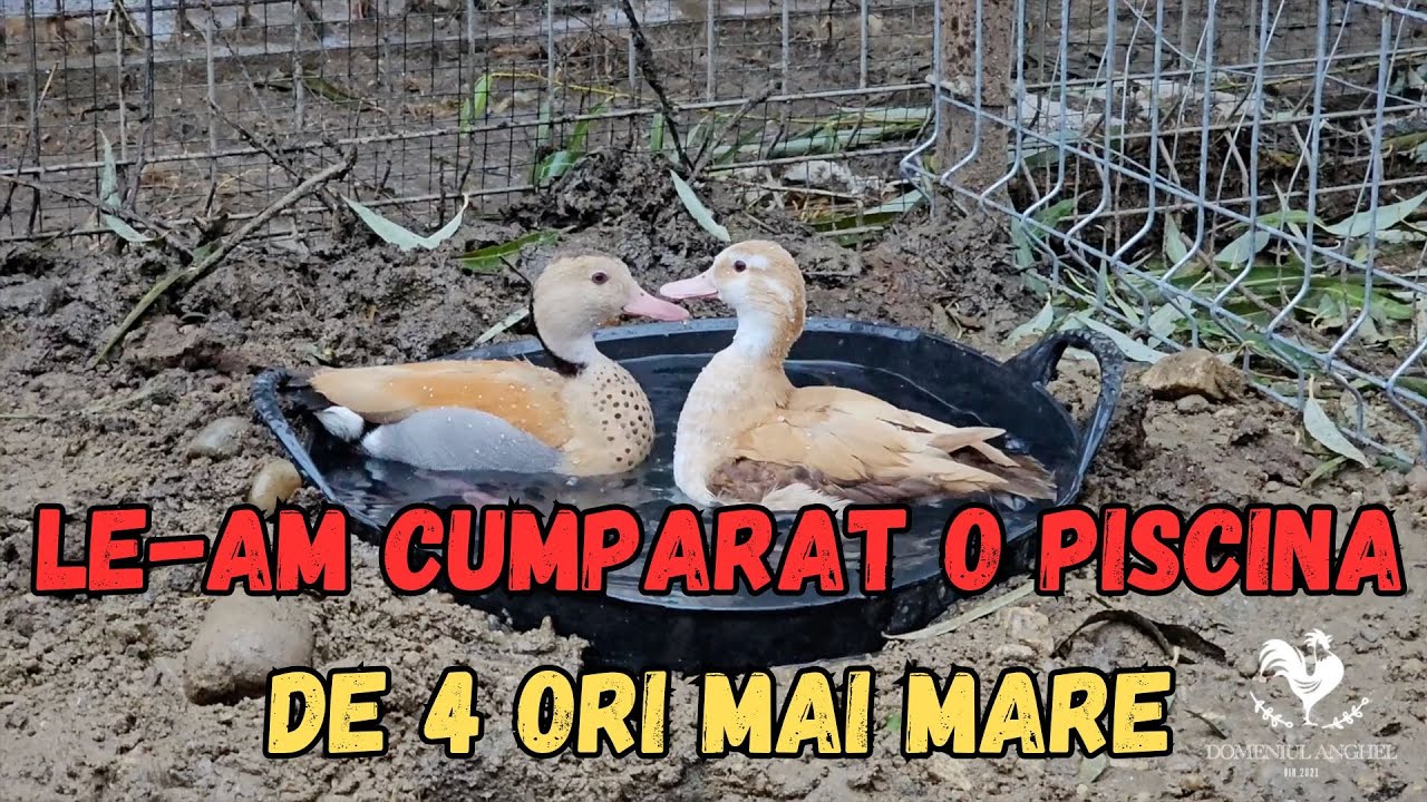 Am făcut piscina pentru rățuștele pitice