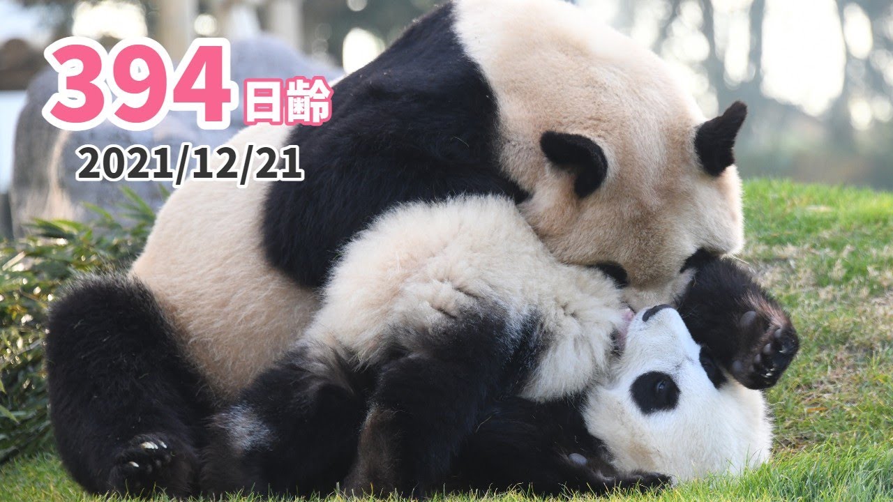 【ジャイアントパンダ（楓浜）】親子のじゃれあいに大接近☆（394日齢）