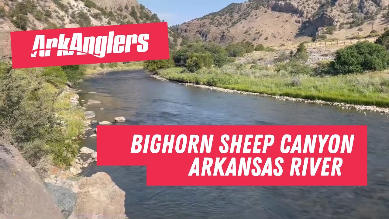 Arkansas River Fishing Report from Bighorn Sheep Canyon below Salida - Flows, Temps, & Healthy Fish