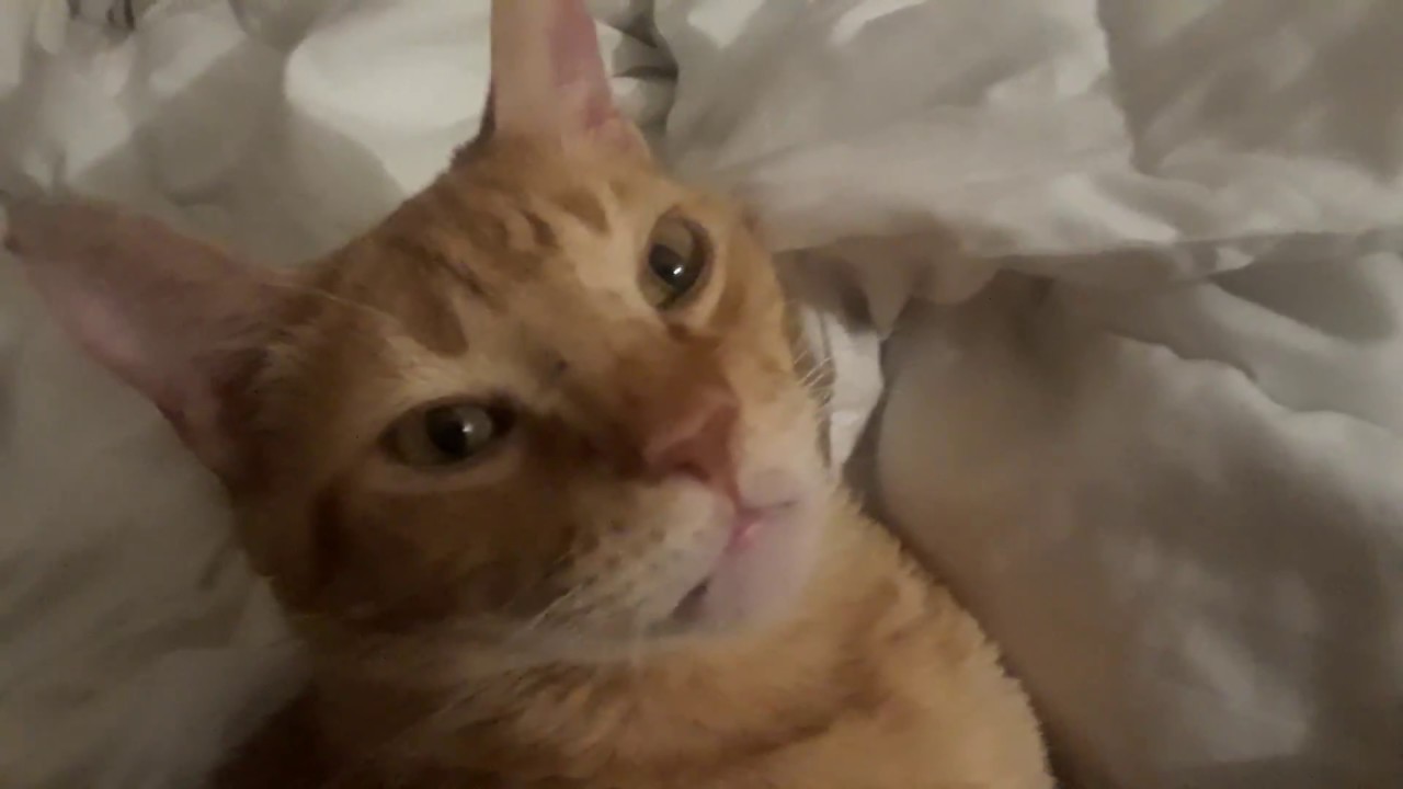 Cat Steals My Spot On The Bed