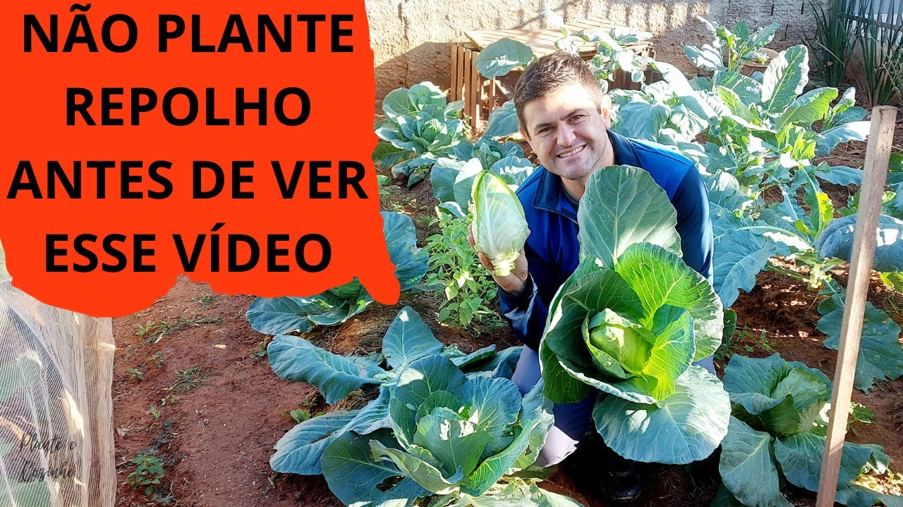 NÃO PLANTE REPOLHO sem ANTES ASSISTIR esse VÍDEO. Como PLANTAR e DICAS para REPOLHO CORAÇÃO de BOI
