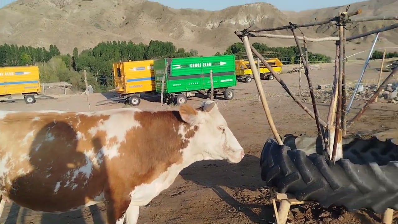 Meradan gelen ineklerim için elektrikli çit,suluk ve yemlik yaptım 👨‍🌾