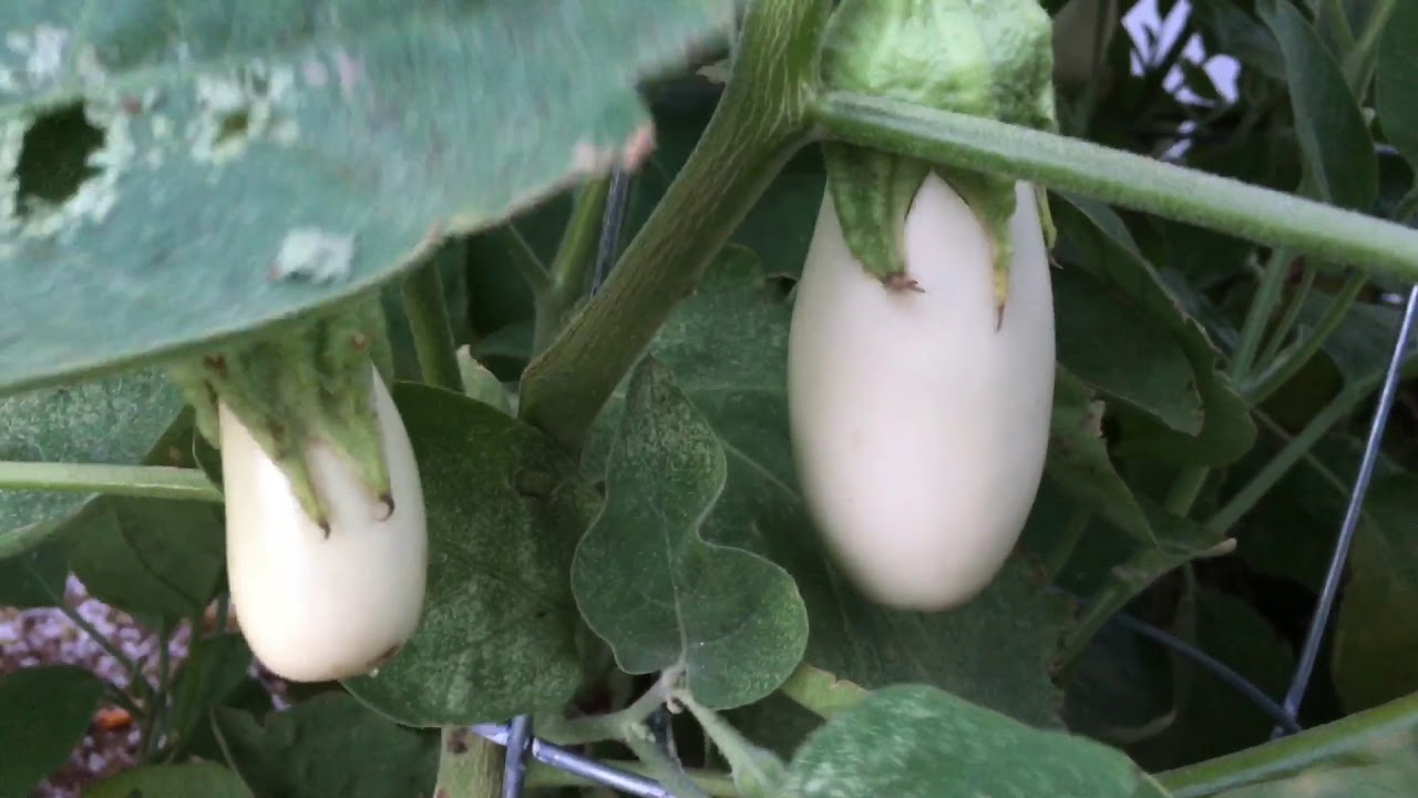 Eggplant Explosion! Harvesting Ripe Casper Eggplants