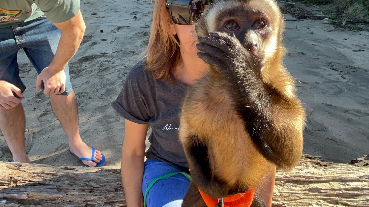 Monkeys enjoy forest walk and beach play time