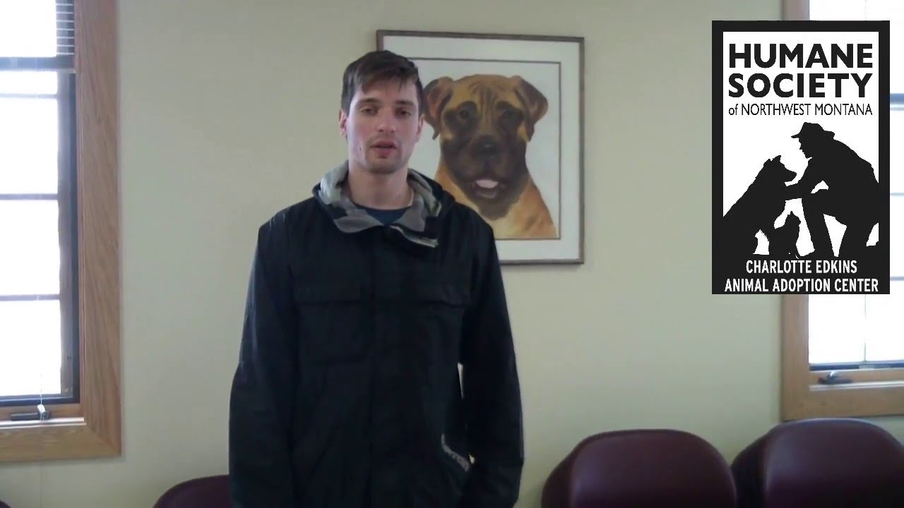Humane Society Training - How to Work With Big Dogs