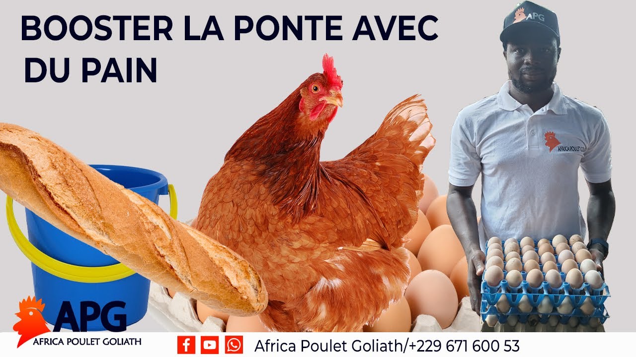 INCROYABLE : BOOSTER LA PONTE DES POULES AVEC DU PAIN !