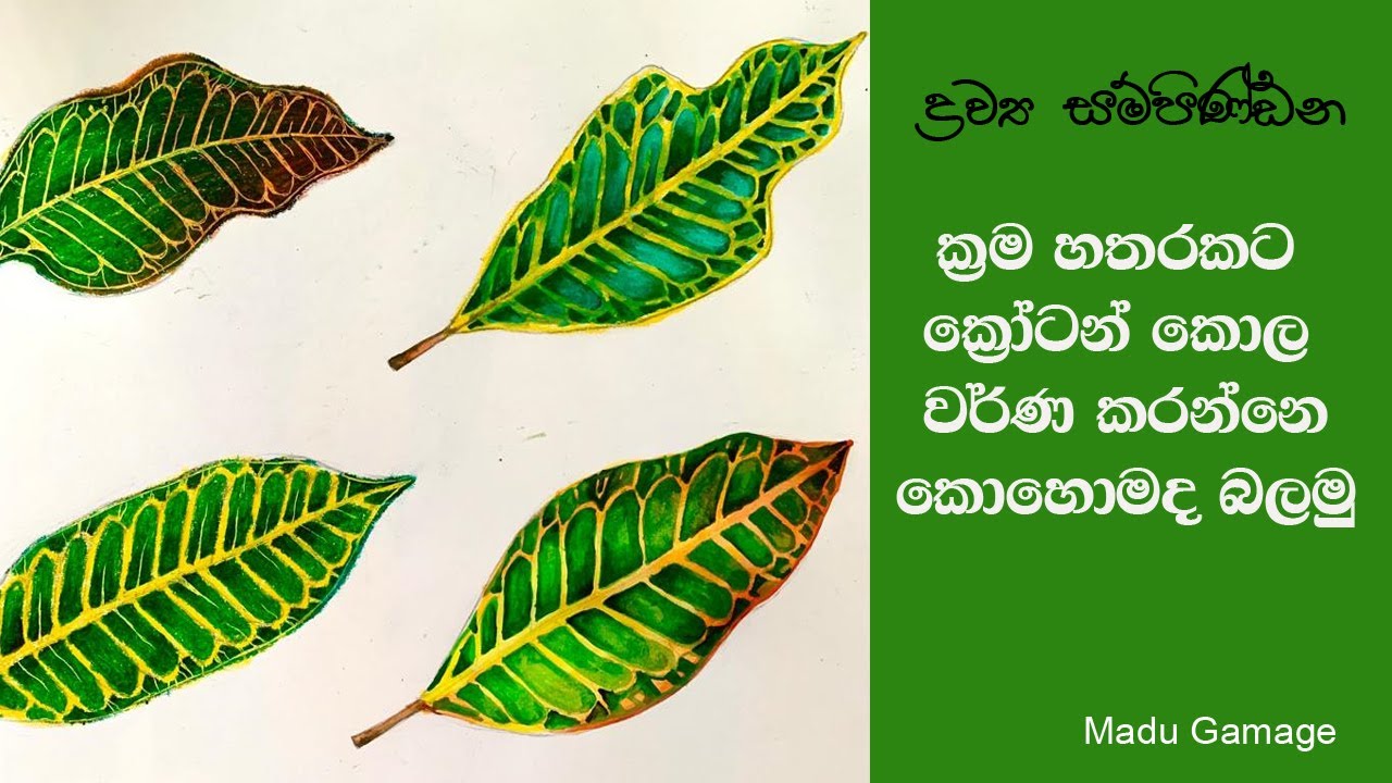 ක්‍රම හතරකට ක්‍රෝටන් කොල වර්ණ කරමු. how to color croton leaves