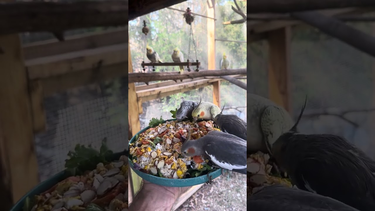 Dinner time for the best cockatiels. ❤️❤️❤️❤️❤️