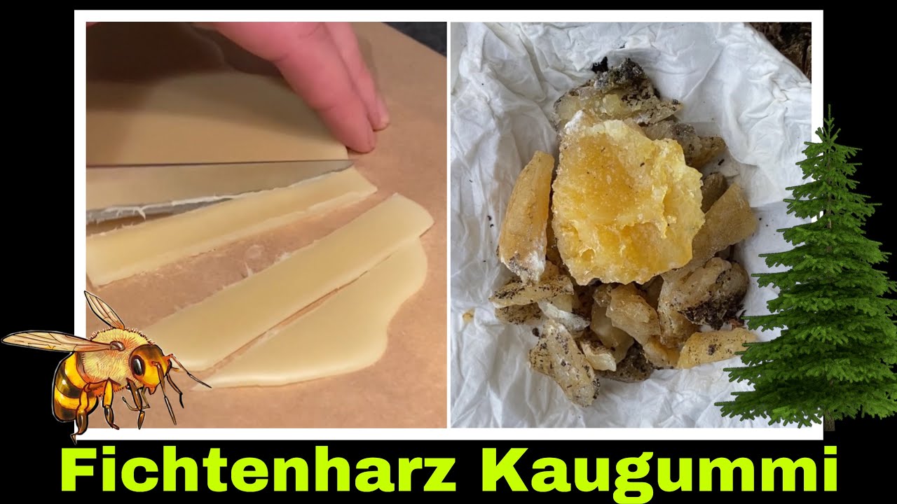 Fichtenharz Kaugummi selbermachen | Experiment mit Harz und Bienenwachs | Selbstversorgung 
