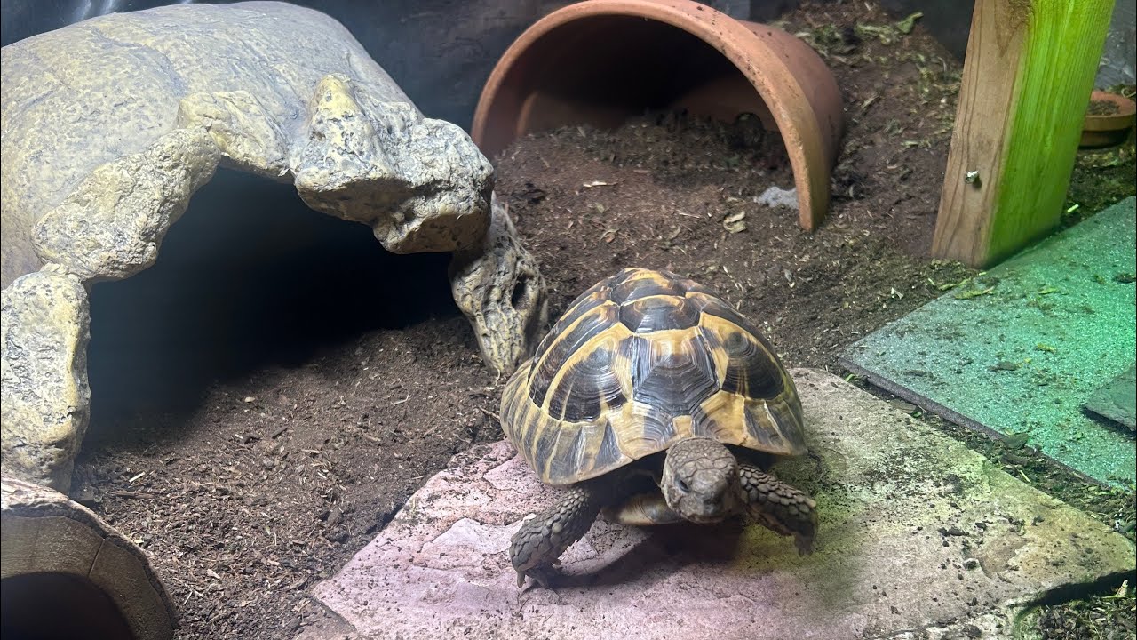 Basic Hermann’s Tortoise care with MORTY The TORTY