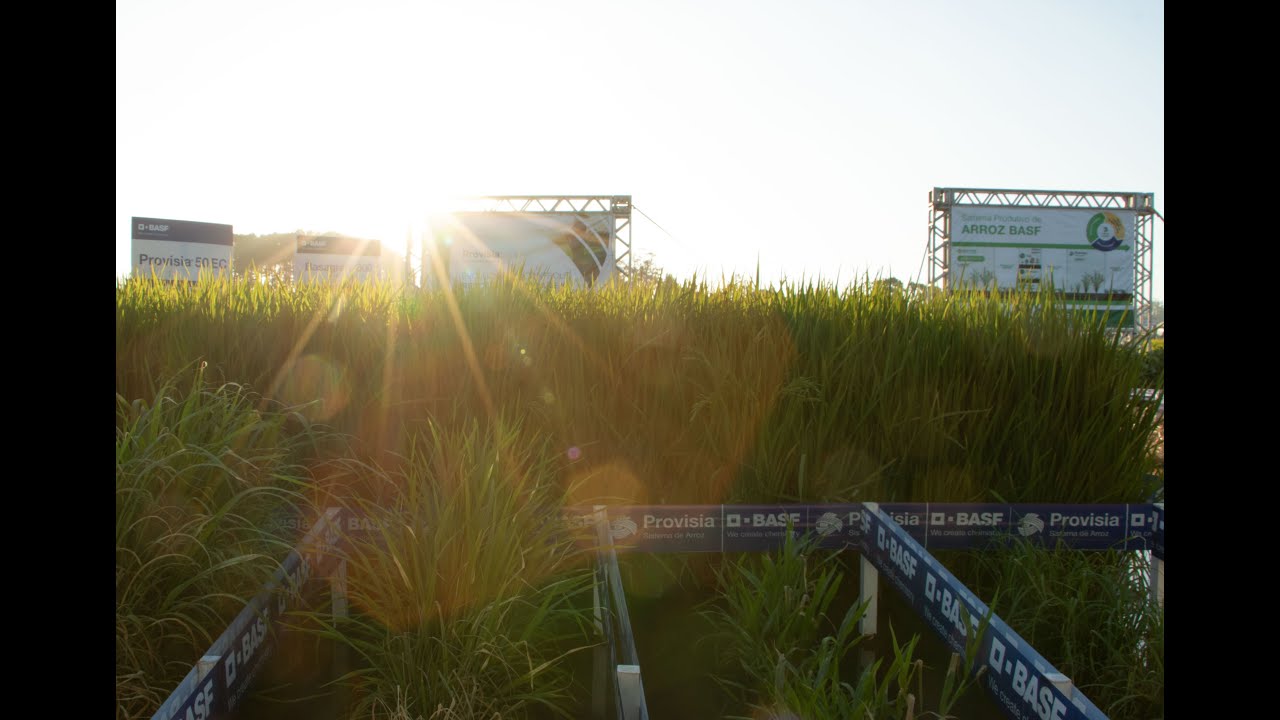 Desafios do Arroz | BASF apresenta Sistema Provisia&trade; aos produtores ga&uacute;chos