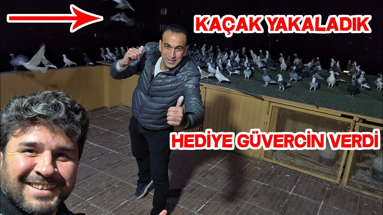Muhammed Kırlardan Güvercin Show Karışma Çitli Hediye Güvercin Hepsi Bir Arada 