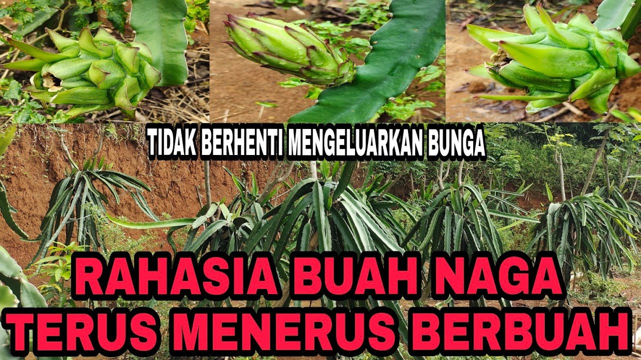 CARA PERAWATAN BUAH NAGA AGAR TERUS MENERUS  BERBUAH