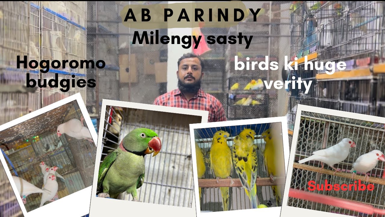 Ab milengy sasty parinday logo ka shoq pura hoga ab | tcb Hogoromo undersize Budgies ki verity 