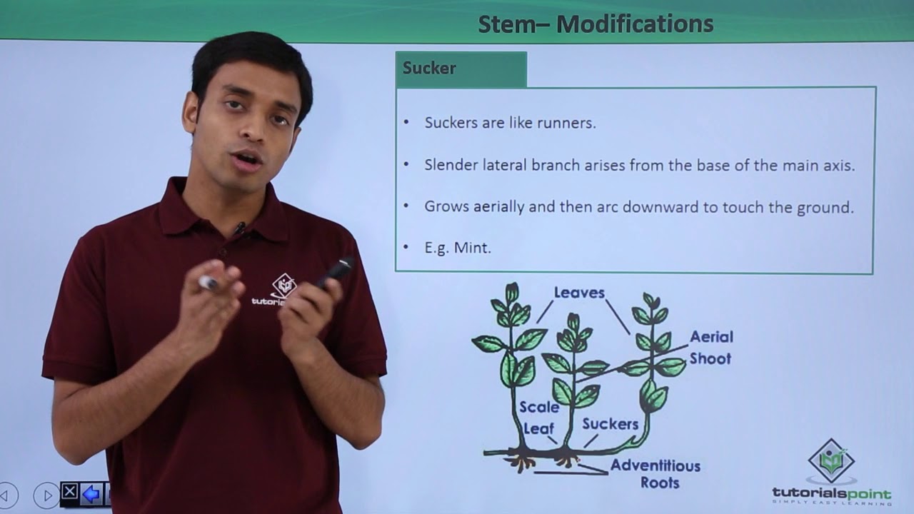 Class 11th – Stem – Modifications | Morphology of Flowering Plants | Tutorials Point