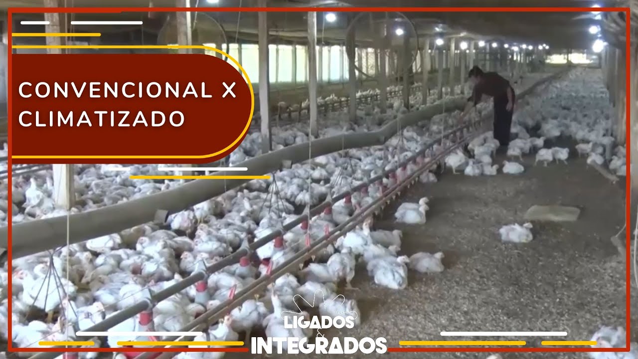 Tipos de aviários: qual garante maior conforto térmico? | Ligados&Integrados - 02/01/2023
