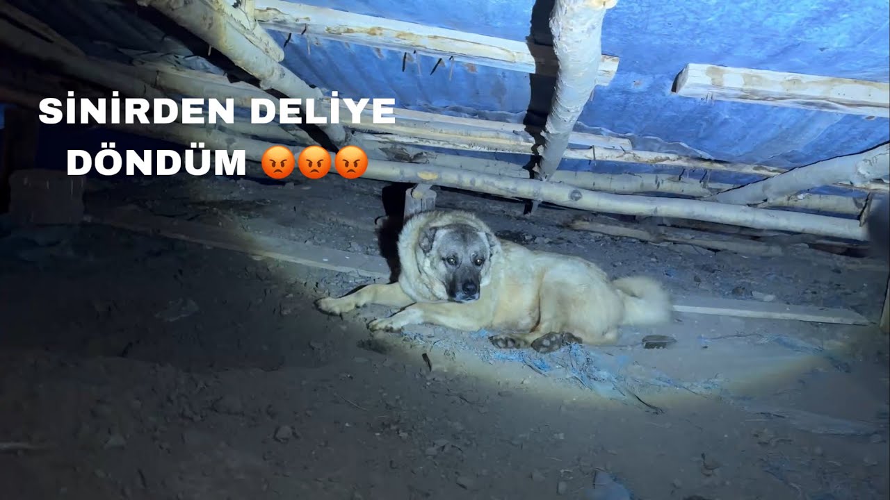 ZALOYU BOĞUP ÖLDÜRDÜLER.. DEDİM VE BAKIN FİNALDE NE OLDU 