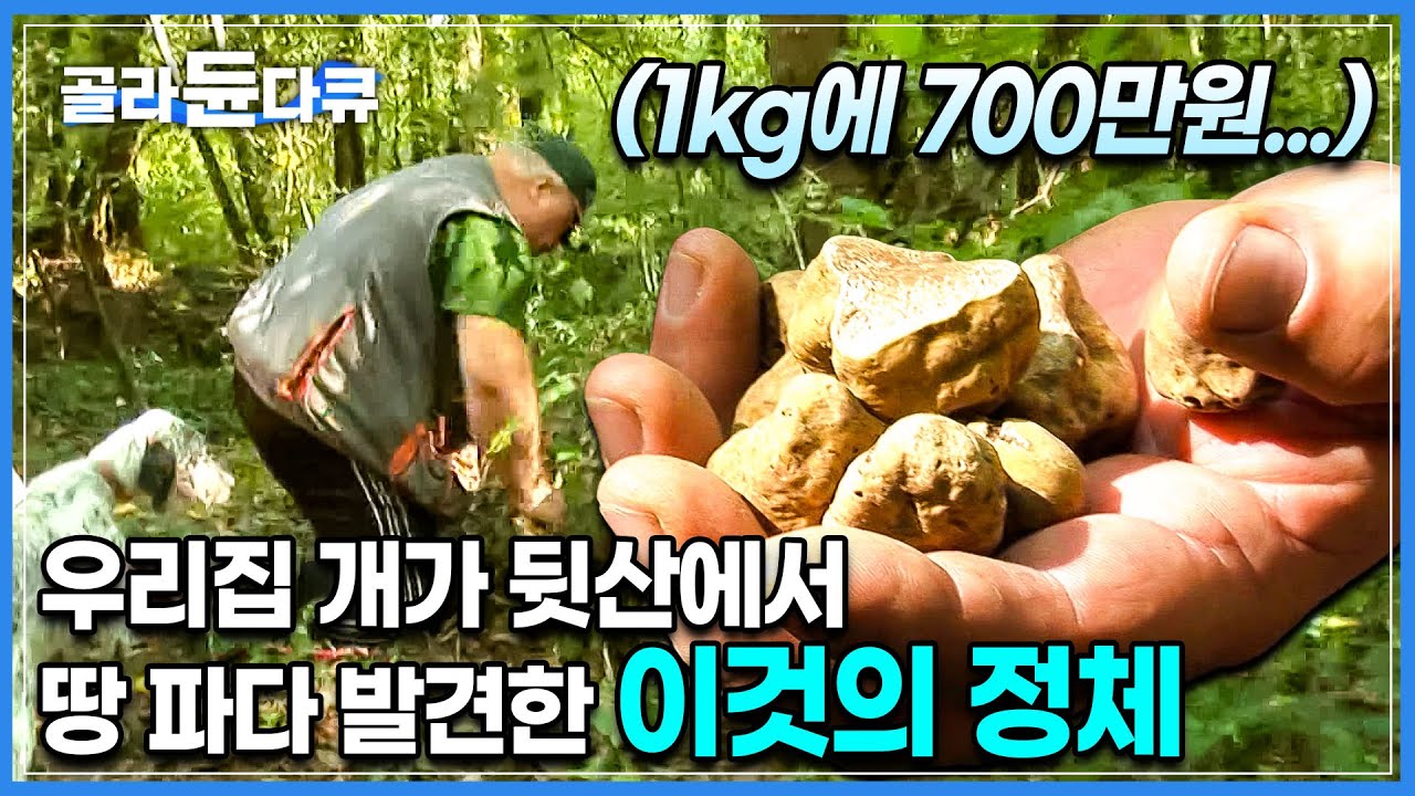 열심히 두 달 캐면 평생 먹고 살 돈 벌겠는데요…? 딱 2개월 동안만 채취할 수 있는 세계 3대 진미 중 하나인 송로버섯│크로아티아│세계테마기행│#골라듄다큐