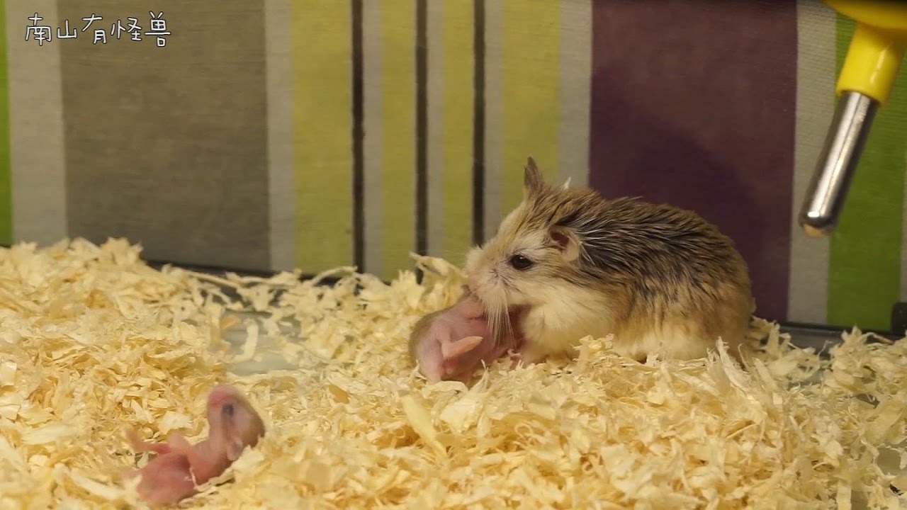 宝宝到处乱爬忙坏鼠妈 (Roborovski Hamster)