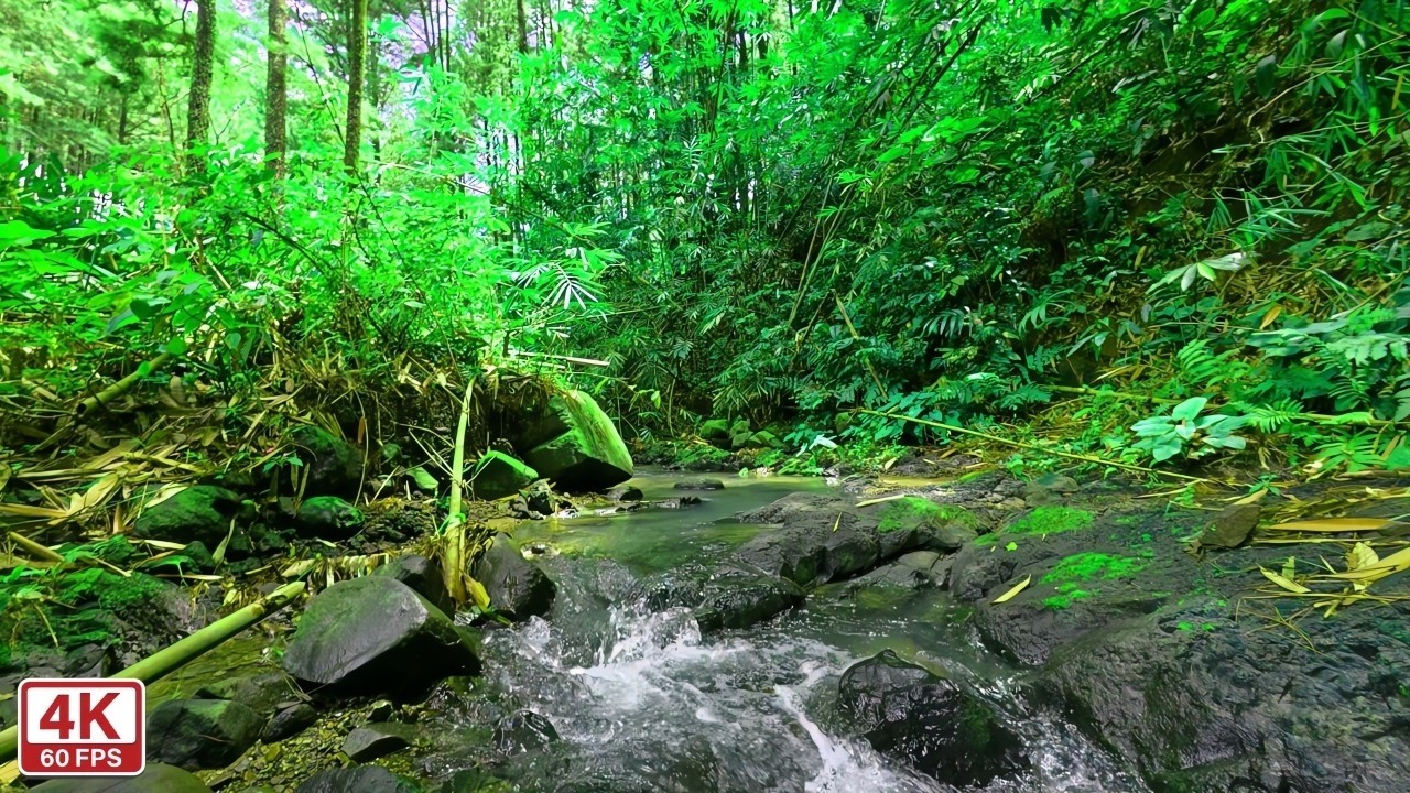 Soothing Tropical River Sounds 🌿 Forest Stream Ambience for Sleep and Mindfulness