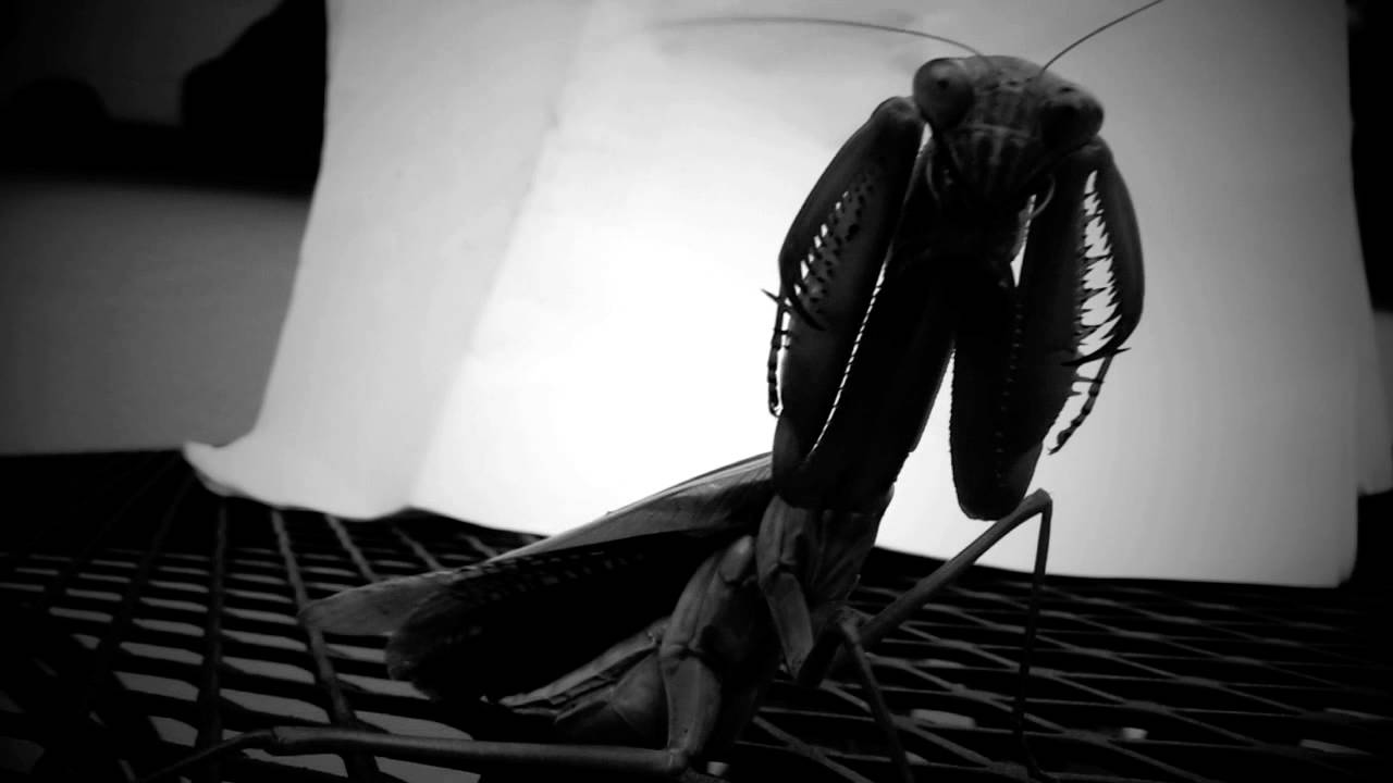 Praying Mantis Video set to  