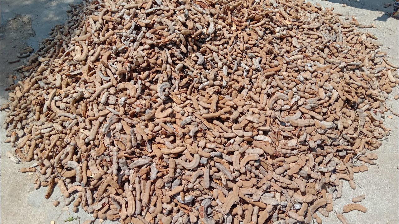 Tamarind Harvested