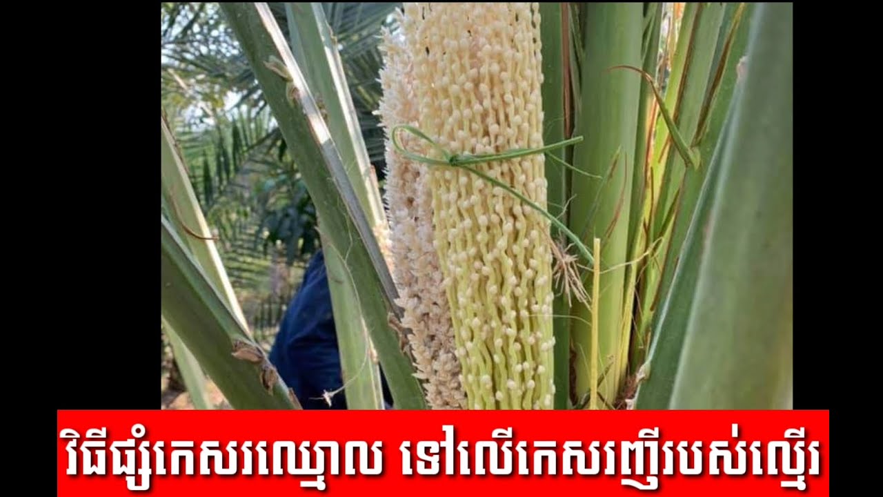 ការផ្សំកេសរឈ្មោល និងកេសរញីរបស់ដើមល្មើរ|ការបង្កាត់កេសរល្មើរឈ្មោល និល្មើរញីដើម្បីបានផ្លែច្រើន