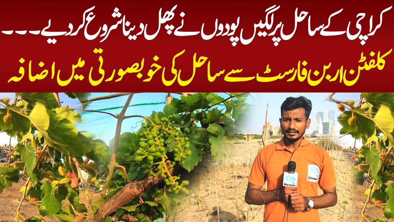 Karachi Sea View Plantation || Clifton Urban Forest || Clifton Green Beach