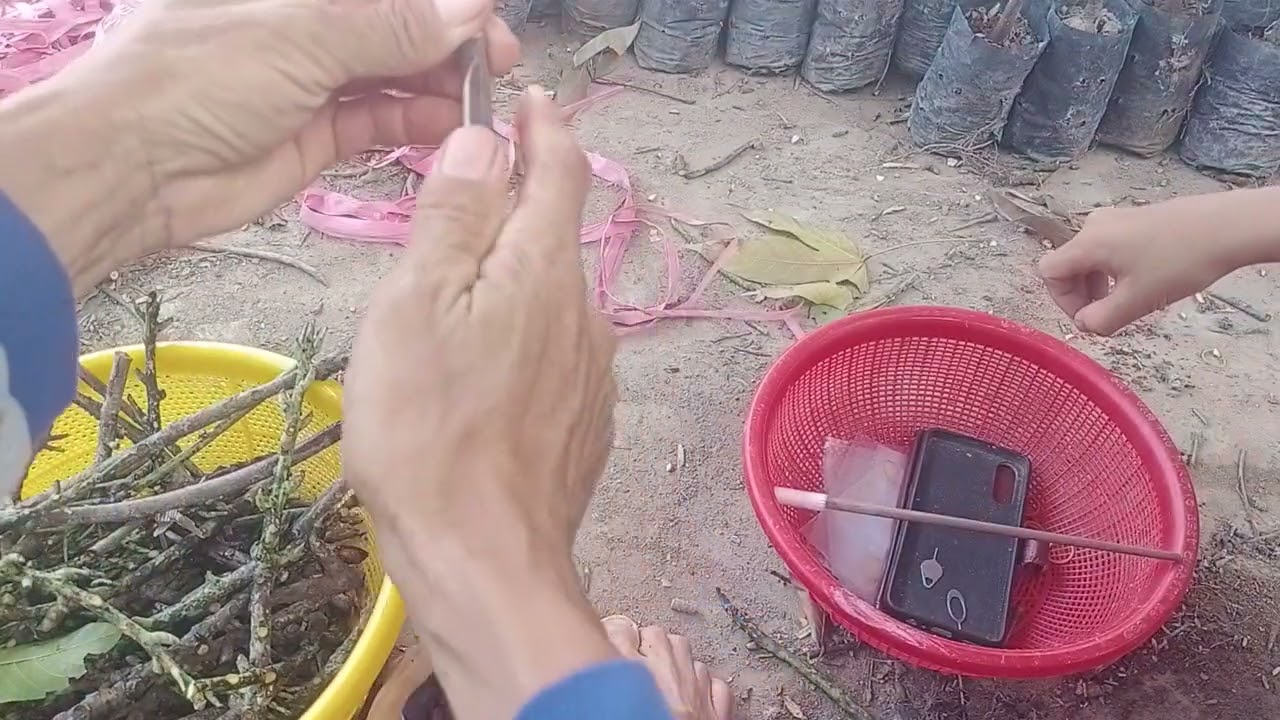 @ cây cho thu nhập cao