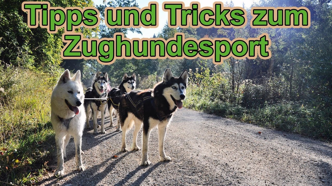 Zughundesport - Tipps & Tricks / Hundeausbildung / Hundetraining / Hundeerziehung / Nature Trails
