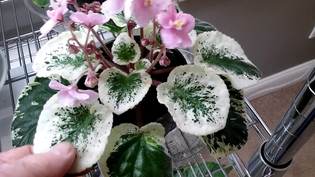 African Violets...........update, many are resting, but a lot are getting buds