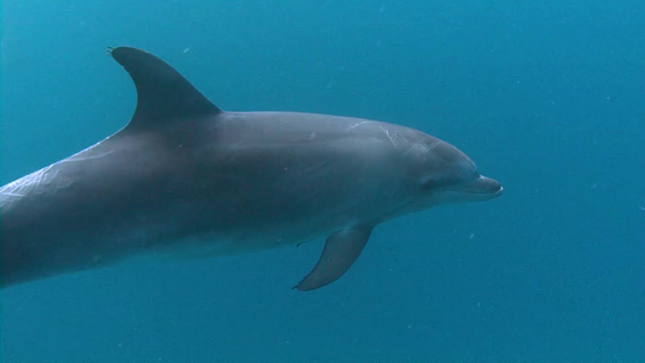DELFINES Costa de Tenerife - Arona