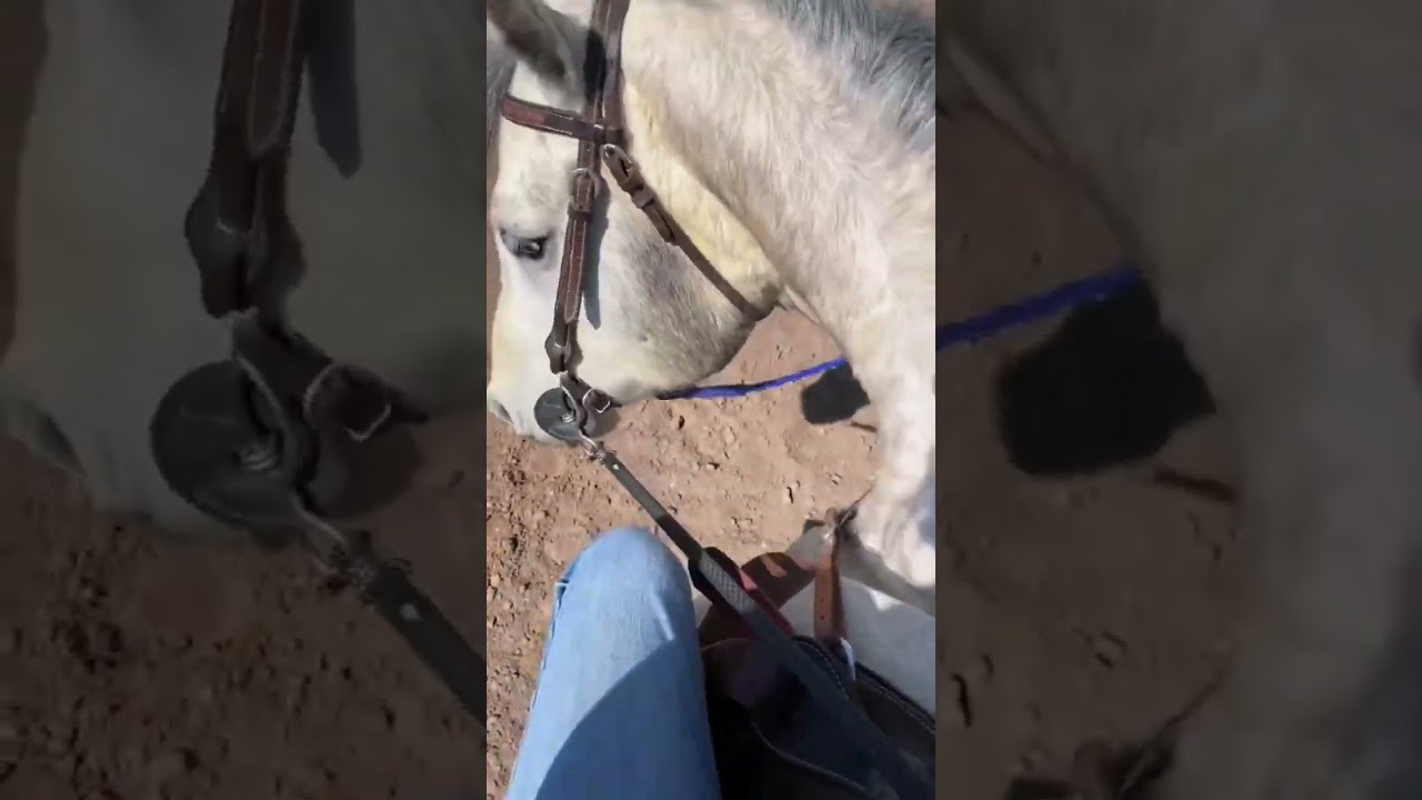 Emergency break when riding horses