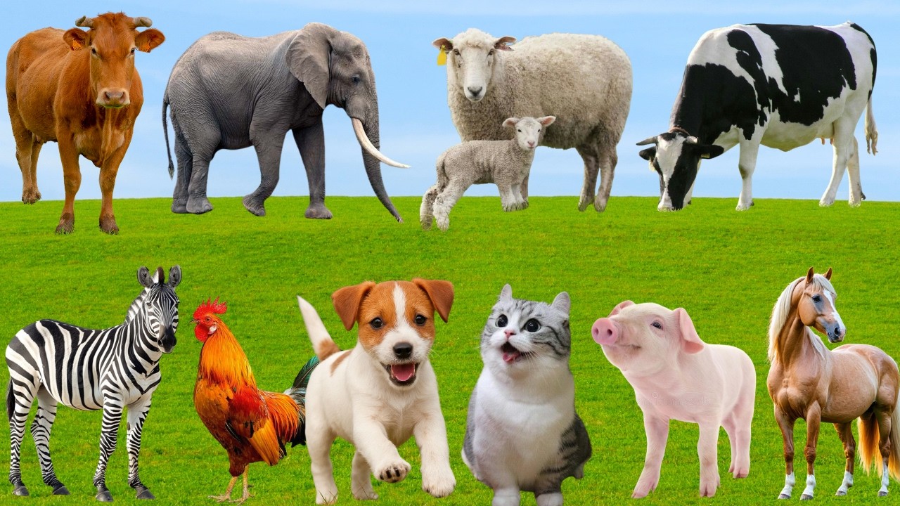 🌿 Khi B&ograve;, G&agrave;, Ch&oacute; & M&egrave;o &ldquo;Ngẫu Hứng Cất Tiếng&rdquo; &ndash; Đồng Qu&ecirc; Rộn R&agrave;ng Giai Điệu Vui | FarmAnimals 🐄🐓🐶🐱