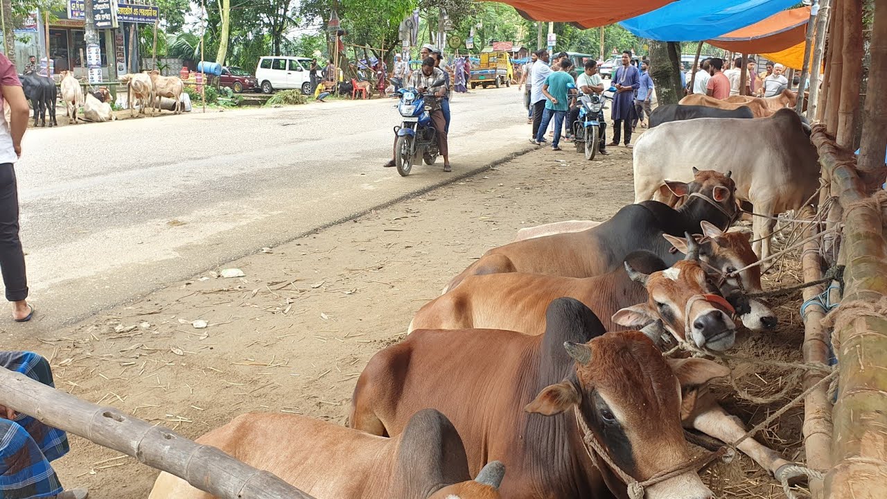 মেজরটিলা গরুর বাজার সিলেট,হাজার হাজার গরু ক্রেতা নাই,ব্যবসায়ীদের উপায় নাই,