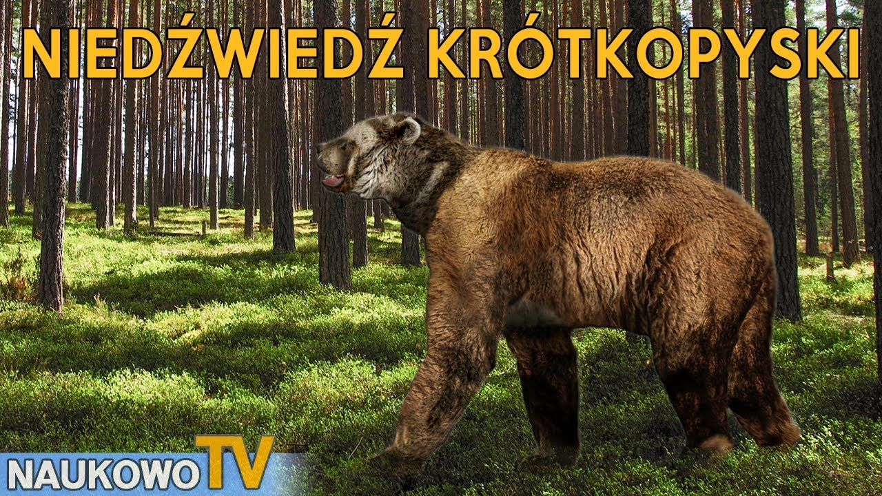 Niedźwiedź krótkopyski - największy, lądowy mięsożerca plejstoceńskiej Ameryki