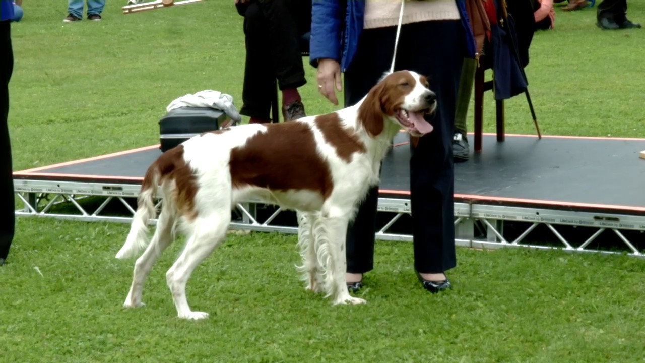 Native Irish Breeds Show - Battle of the Boyne