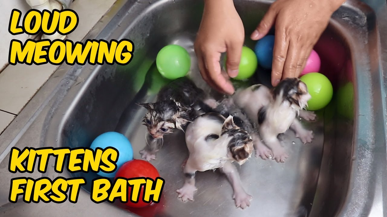 First Bath for Foster Kittens | Kitten's First Bath and It's Loud Meowing | DomDom TV