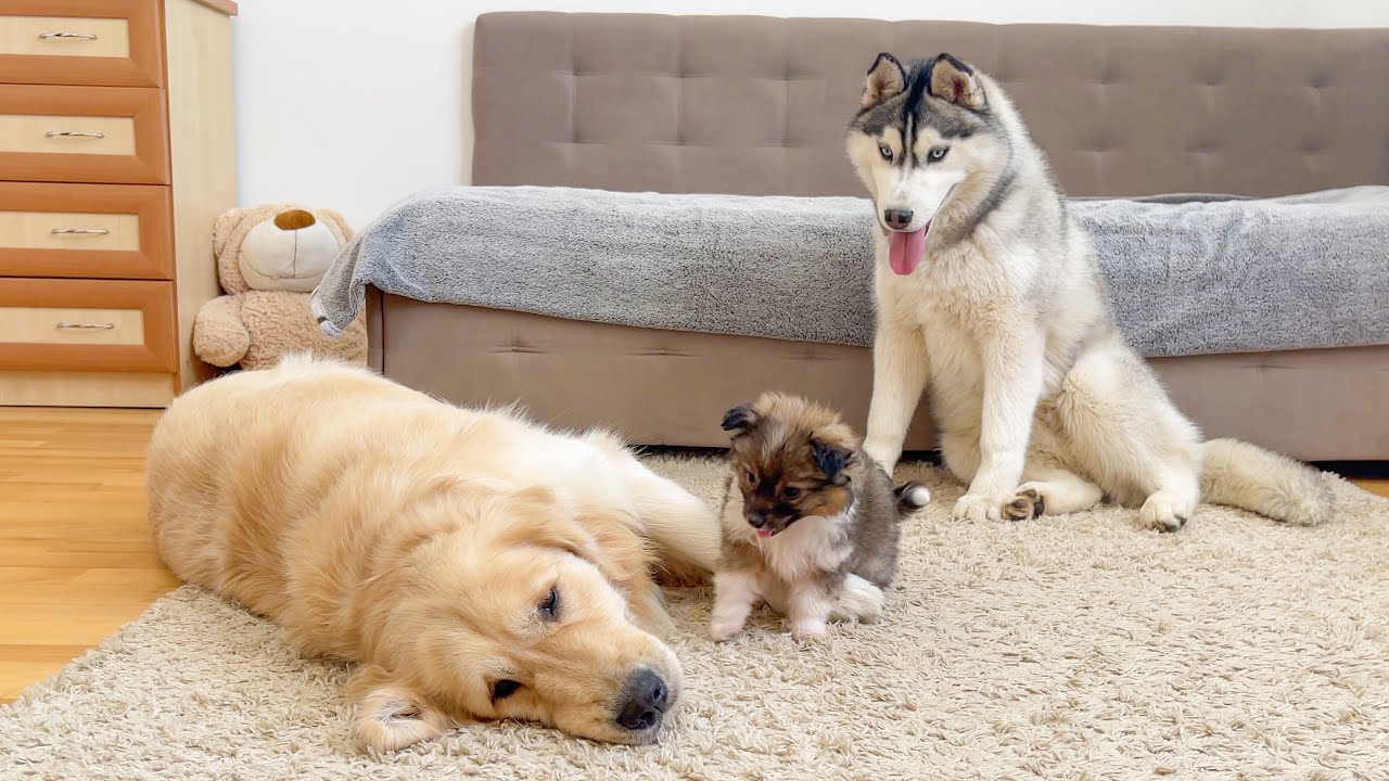 Giant Husky Reacts to Meeting Puppy and Golden Retriever [CUTEST REACTION EVER!!]